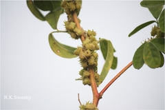 Indigofera glandulosa